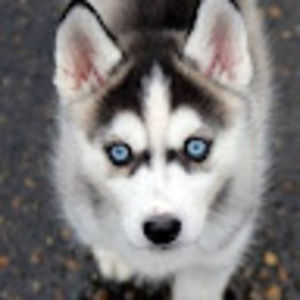 Meet your Posher, Gilbert